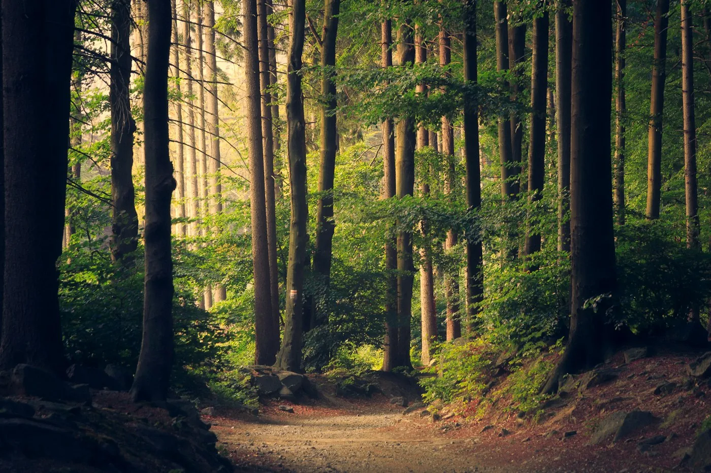 Lumière naturelle traversant une forêt paisible